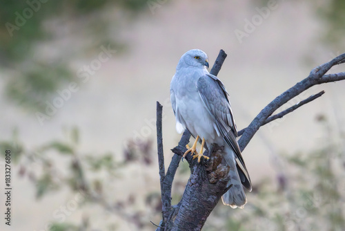 Pallied harrier on a tree branch