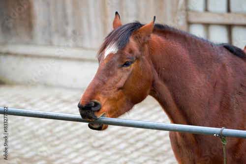 Close-up of brown horse outdoors at farm on an autumn day at Swiss city of Zürich. Photo taken November 30th, 2025, Zurich, Switzerland.