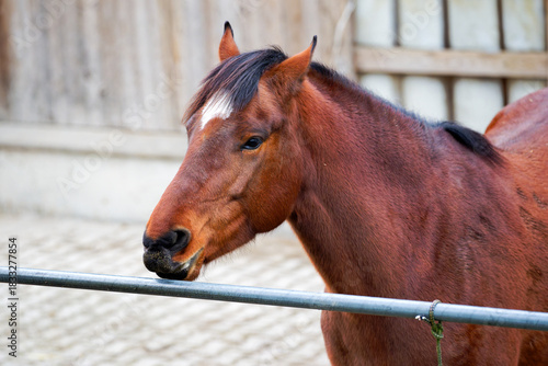 Close-up of brown horse outdoors at farm on an autumn day at Swiss city of Zürich. Photo taken November 30th, 2025, Zurich, Switzerland.