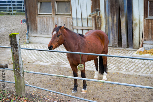 Close-up of brown horse outdoors at farm on an autumn day at Swiss city of Zürich. Photo taken November 30th, 2025, Zurich, Switzerland.