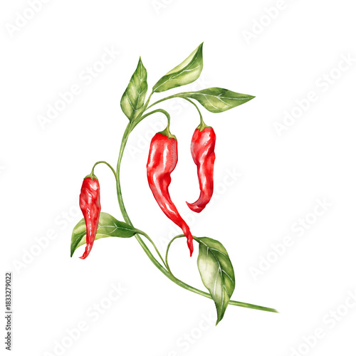 Hand-drawn illustration featuring three red chili peppers hanging from a curved stem with fresh green leaves
