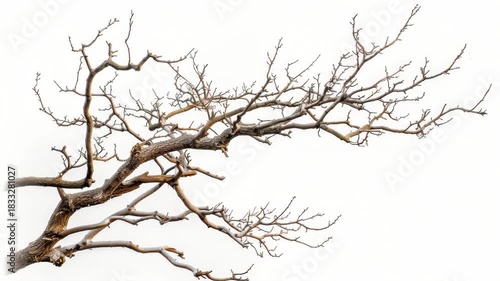 Video A minimalist depiction of a tree trunk against a pure white sky, sans foliage