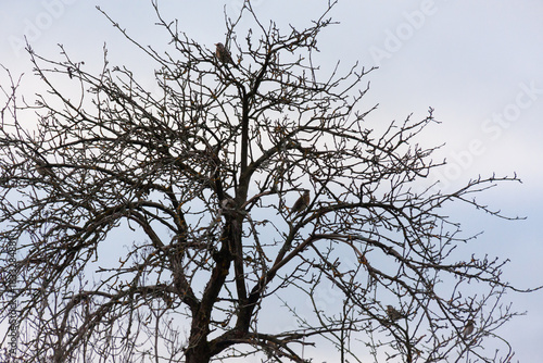 Birds are sitting on a tree. Against the background of a cloudy sky.