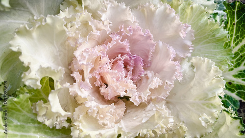 Macro shot of a decorative flowering kale with ruffled leaves in white, pink, and green