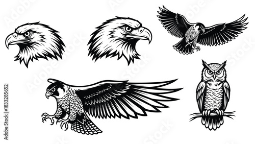 Set of five black and white bird of prey illustrations in a detailed woodcut style, featuring eagles, falcons, and an owl.