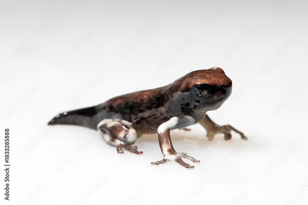 Obraz premium frisch metamophosierter Baumhöhlen-Krötenlaubfrosch (Trachycephalus resinifictrix) // young Amazon milk frog, Mission golden-eyed tree frog 