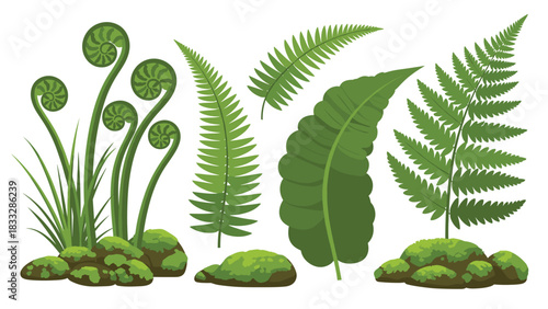 A collection of lush green fern plants and mossy rocks, showing various leaf types and fiddleheads in a realistic style.