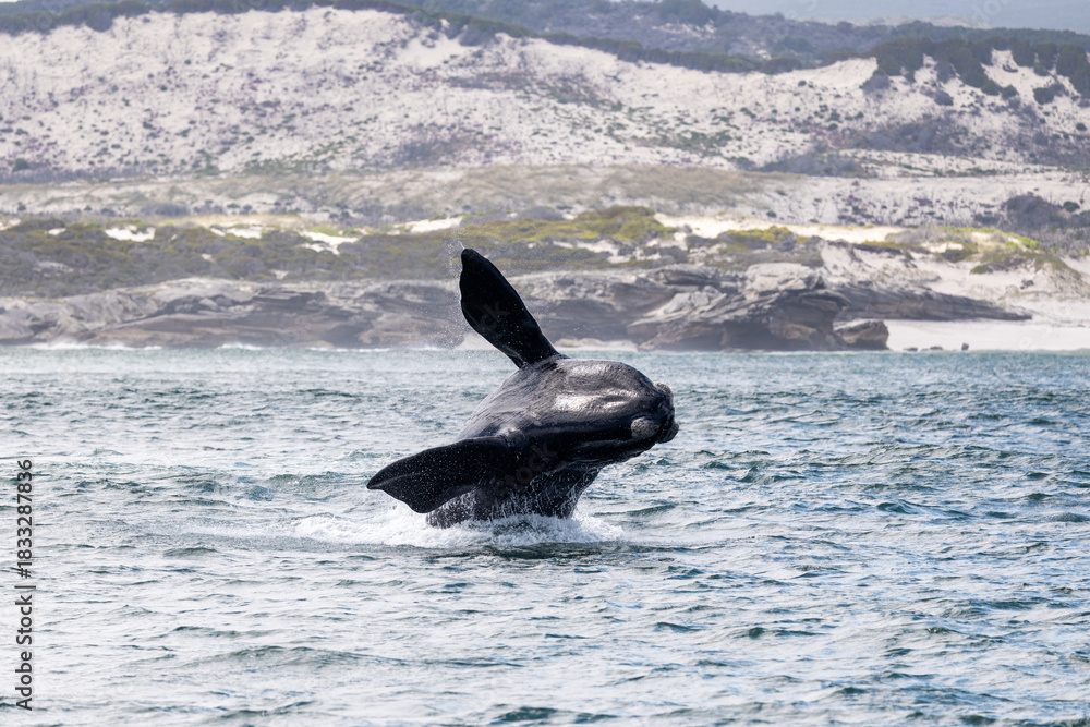 Fototapeta premium Southern Right Whale Breach Cape Town South Africa Gansbaai