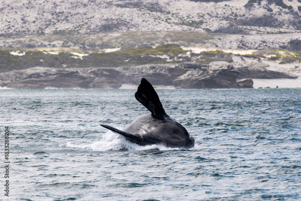 Fototapeta premium Southern Right Whale Breach Cape Town South Africa Gansbaai