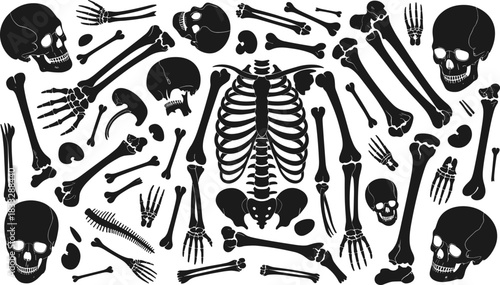 Human bone silhouettes scattered — black vector set of skulls, ribs, pelvises, limbs, and spine on white background