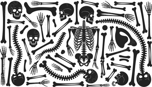 Human skeleton and bone silhouettes set — skulls, ribs, spines, limbs, pelvises in black vector on white background
