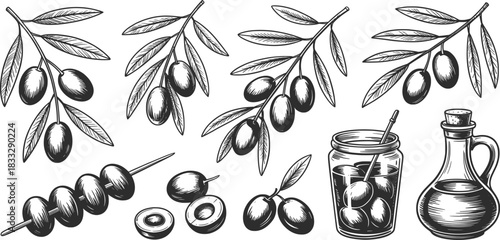 Hand-Drawn Olive Branches, Olives, and Olive Oil Illustration.