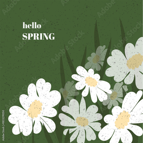 hello spring,Spring greeting postcard, green background, white daisies, light and fresh mood