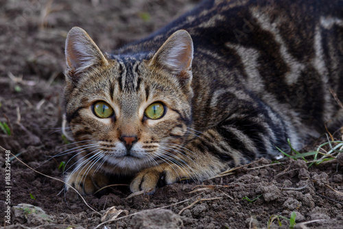 portrait of a gray tabby cat in close-up