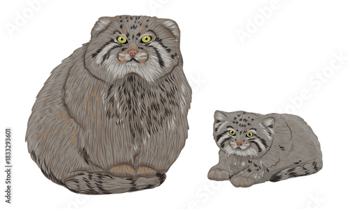 A mother Pallas's cat and her kitten. Realistic cat animals of Asia. Vector animals.