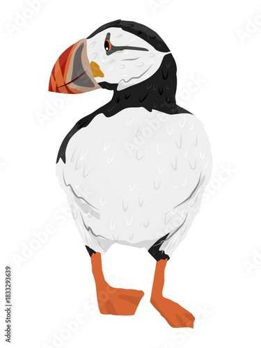 The Atlantic Puffin front view. Realistic vector bird