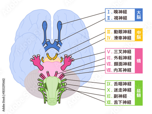 12脳神経のイラスト_起始部が分かりやすいように中脳あり_名前あり