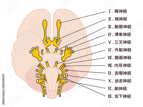 12脳神経のイラスト_名前あり