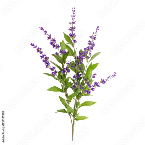 Wallpaper Mural Purple sage plant sprig isolated on transparent background Torontodigital.ca