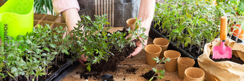 Pricking out, a man transplants young tomato and pepper seedlings into eco pots, transplanting seedlings from plastic containers into peat pots, preparing for spring planting in the ground, banner