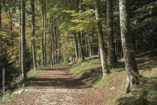 peacefull place among the Cansiglio broadleaf woods in autumn