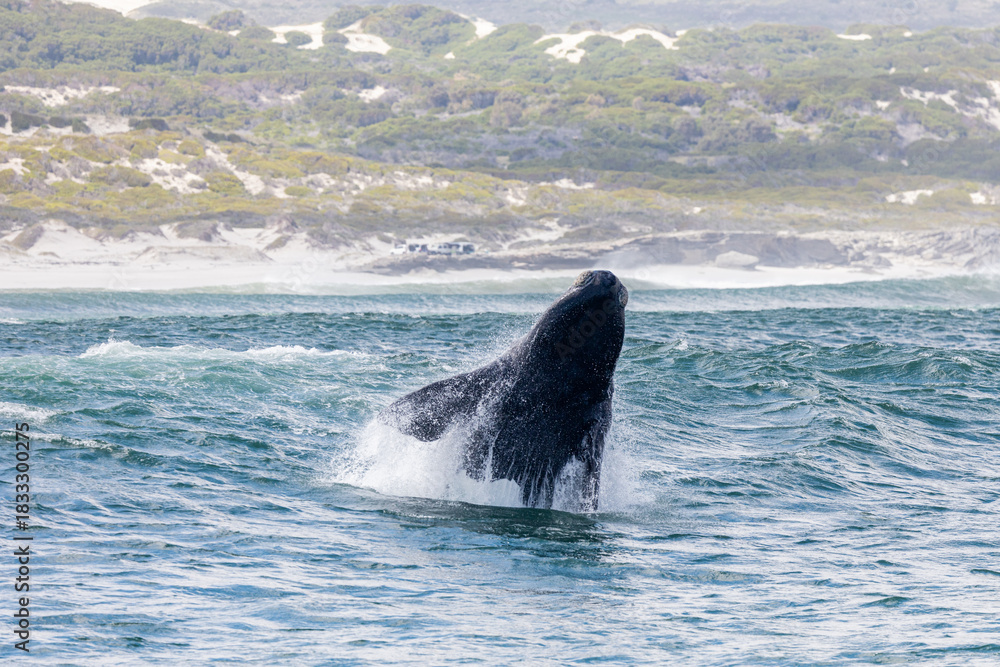 Fototapeta premium Southern Right Whale Breach Cape Town South Africa Gansbaai