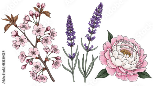 High-quality colorful black outline realistic art of cherry blossom branch, lavender stem, and peony flower, detailed petals and leaves, minimal line illustrations