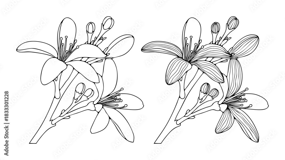 Fototapeta premium Hand drawn orange blossom isolated on white background. Vector flower art for coloring books or publications.