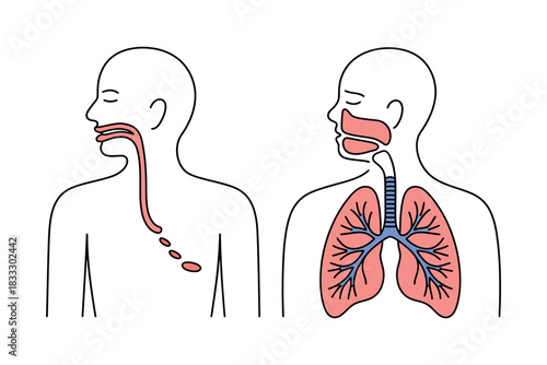Diagram showing the human respiratory system and digestive system