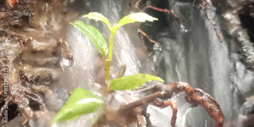 New Life Amidst Flowing Water