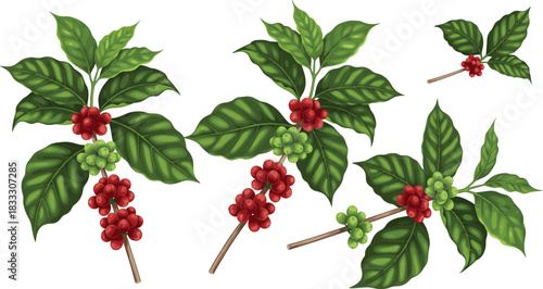 Collection of Coffee Plant Branches with Green Leaves, Red and Green Coffee Beans or Berries Vector Illustration Set