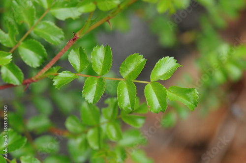 Slika na platnu Rosa wichuraiana has pinnate compound leaves with soft leaflets growing along trailing stems in Korean woodland edges