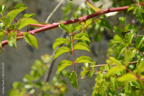 Tablou pe pânză Rosa wichuraiana has pinnate compound leaves with soft leaflets growing along trailing stems in Korean woodland edges