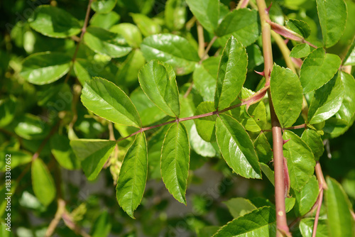 Tablou pe pânză Rosa wichuraiana has pinnate compound leaves with soft leaflets growing along trailing stems in Korean woodland edges