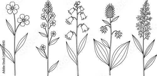 A collection of delicate floral illustrations featuring various botanical specimens