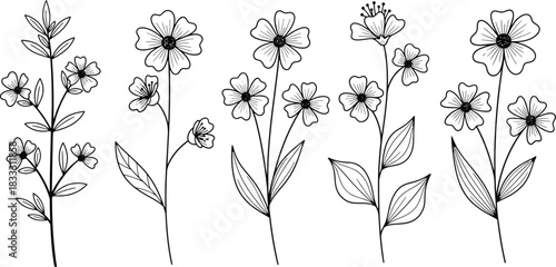 Delicate floral illustration featuring a collection of sketched wildflower stems