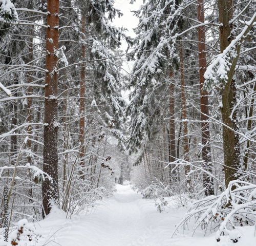 Wald im Winter 1