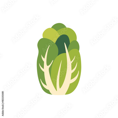 Fresh green napa cabbage leafy vegetable, isolated flat style vector illustration