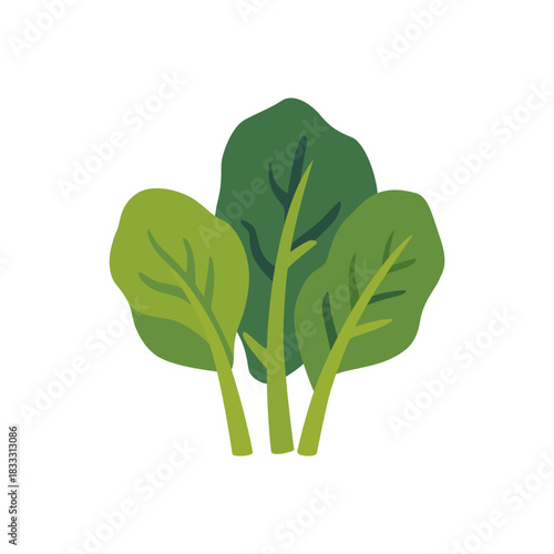 Fresh collard greens leafy cabbage vegetable, isolated flat style vector illustration