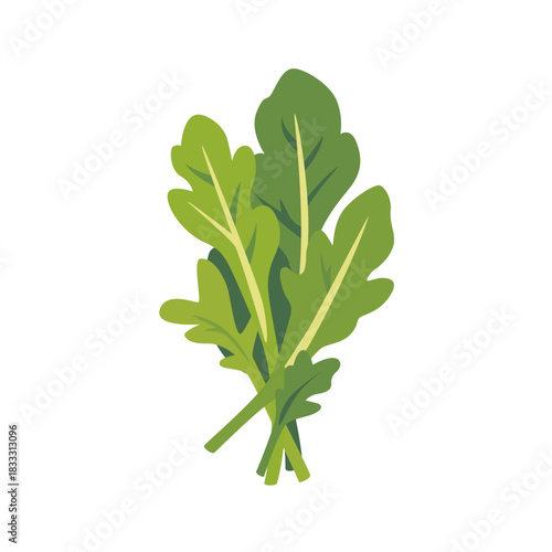Fresh arugula rocket leafy salad greens, isolated flat style vector illustration