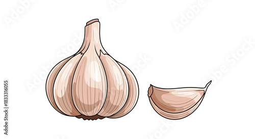 Vintage-style color engraving of a whole garlic bulb and a single clove, hand-drawn with detailed lines and shading on a white background.