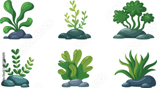 Stylized aquatic plant illustration set with varied leaf shapes and rock bases for aquarium, nature, and design themes.