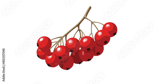 Illustration of a cluster of red rowan berries or cranberries on a branch, in a simple and clean vector art style.