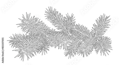 Detailed black and white line art illustration of a realistic fir or spruce tree branch for winter and Christmas designs.