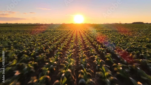 Vibrant sunset over a lush green field, highlighting rows of crops and the serene landscape