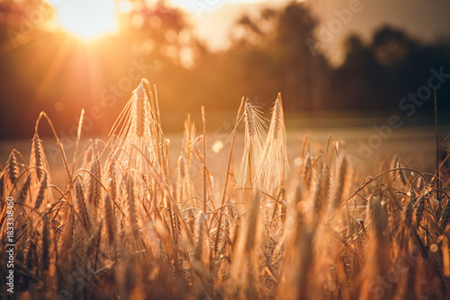 Canvas Print Golden Wheat Field at Sunset