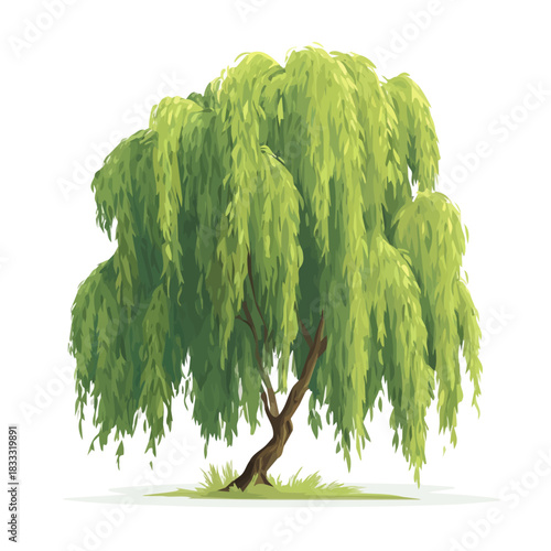 Flat 2D vector illustration of Weeping Willow Tree, simple icon style on a clean white background.