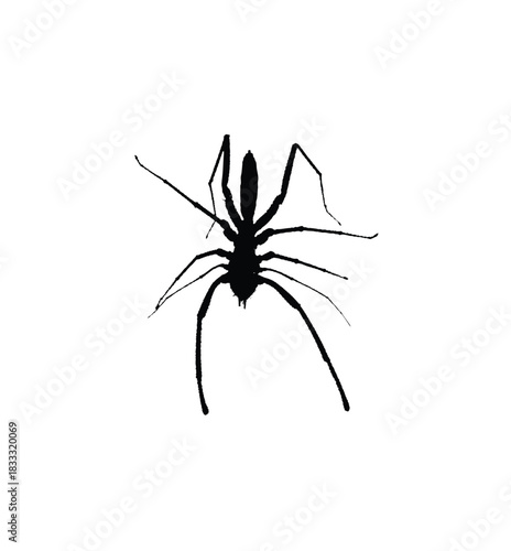 Detailed black silhouette of a long-legged spider, a creepy insect, on an isolated white background.