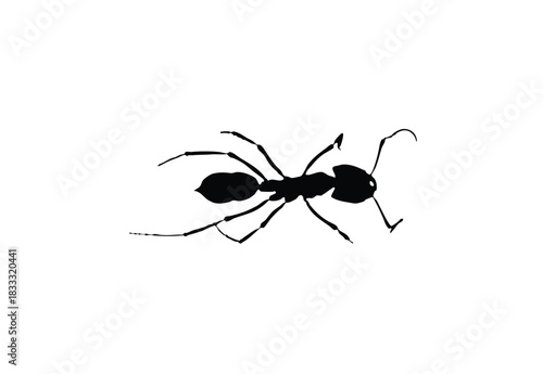 A black silhouette of an ant with long legs on a plain white background, depicted from a top-down view.