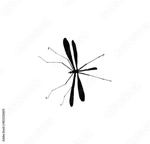 A detailed black and white illustration of a mosquito, showcasing its delicate features and intricate body structure.